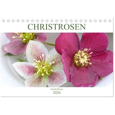 CALVENDO Christrosen (Tischkalender 2026 DIN A5 quer), Monatskalender: Faszinierende Blüten im Winter ( Natur) CALVENDO Christrosen (Tischkalender 2026 DIN A5 quer), Monatskalender: Faszinierende Blüten im Winter ( Natur)