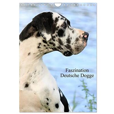 CALVENDO Faszination Deutsche Dogge (Wandkalender 2026 DIN A4 hoch), Monatskalender: Die Deutsche Dogge ist trotz ihrer imposanten Größe sehr ... für jeden Hundefreund. ( Tiere) CALVENDO Faszination Deutsche Dogge (Wandkalender 2026 DIN A4 hoch), Monatskalender: Die Deutsche Dogge ist trotz ihrer imposanten Größe sehr ... für jeden Hundefreund. ( Tiere)
