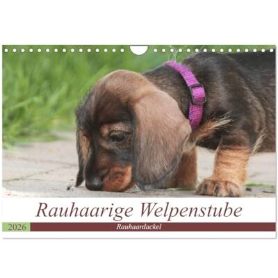 CALVENDO Rauhaarige Welpenstube (Wandkalender 2026 DIN A4 quer), Monatskalender: Rauhaardackel Welpen sind etwas besonderes. Schöne Momente aus der ... dieser kleinen Raubeinchen. ( Hobbys) CALVENDO Rauhaarige Welpenstube (Wandkalender 2026 DIN A4 quer), Monatskalender: Rauhaardackel Welpen sind etwas besonderes. Schöne Momente aus der ... dieser kleinen Raubeinchen. ( Hobbys)