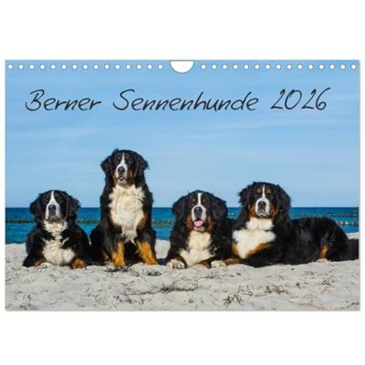 CALVENDO Berner Sennenhund 2026 (Wandkalender 2026 DIN A4 quer), Monatskalender: Kalender Berner Sennenhunde 2014 ( Tiere) CALVENDO Berner Sennenhund 2026 (Wandkalender 2026 DIN A4 quer), Monatskalender: Kalender Berner Sennenhunde 2014 ( Tiere)