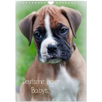 CALVENDO Deutsche Boxer Babys... (Wandkalender 2026 DIN A4 hoch), Monatskalender: 12 Bilder von Boxergeschwistern! ( Tiere) CALVENDO Deutsche Boxer Babys... (Wandkalender 2026 DIN A4 hoch), Monatskalender: 12 Bilder von Boxergeschwistern! ( Tiere)