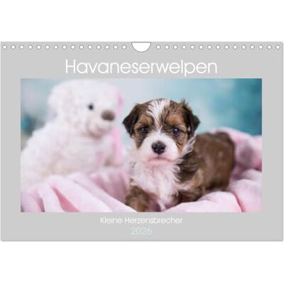CALVENDO Havaneserwelpen Kleine Herzensbrecher (Wandkalender 2026 DIN A4 quer), Monatskalender: Welpen, die sofort ihr Herz erobern werden! ( Tiere) CALVENDO Havaneserwelpen Kleine Herzensbrecher (Wandkalender 2026 DIN A4 quer), Monatskalender: Welpen, die sofort ihr Herz erobern werden! ( Tiere)