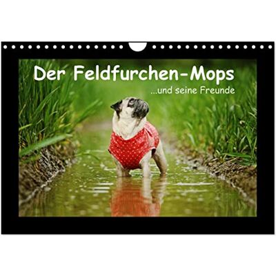CALVENDO Der Feldfurchen-Mops (Wandkalender 2026 DIN A4 quer), Monatskalender: ...und seine Freunde ( Tiere) CALVENDO Der Feldfurchen-Mops (Wandkalender 2026 DIN A4 quer), Monatskalender: ...und seine Freunde ( Tiere)