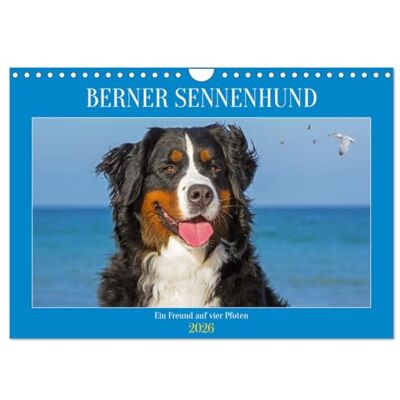 CALVENDO Berner Sennenhund Ein Freund auf vier Pfoten (Wandkalender 2026 DIN A4 quer), Monatskalender: Er ist traumhaft schön, wenn nicht sogar die ... Bilder dieser Traumhunde. ( Tiere) CALVENDO Berner Sennenhund Ein Freund auf vier Pfoten (Wandkalender 2026 DIN A4 quer), Monatskalender: Er ist traumhaft schön, wenn nicht sogar die ... Bilder dieser Traumhunde. ( Tiere)