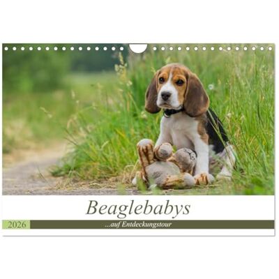 CALVENDO Beaglebabys auf Entdeckungstour (Wandkalender 2026 DIN A4 quer), Monatskalender: Junge Beagles auf Entdeckungstour ( Tiere) CALVENDO Beaglebabys auf Entdeckungstour (Wandkalender 2026 DIN A4 quer), Monatskalender: Junge Beagles auf Entdeckungstour ( Tiere)