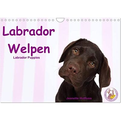 CALVENDO Labrador Welpen Labrador Puppies (Wandkalender 2026 DIN A4 quer), Monatskalender: niedliche Labrador Welpen im Studio ( Tiere) CALVENDO Labrador Welpen Labrador Puppies (Wandkalender 2026 DIN A4 quer), Monatskalender: niedliche Labrador Welpen im Studio ( Tiere)