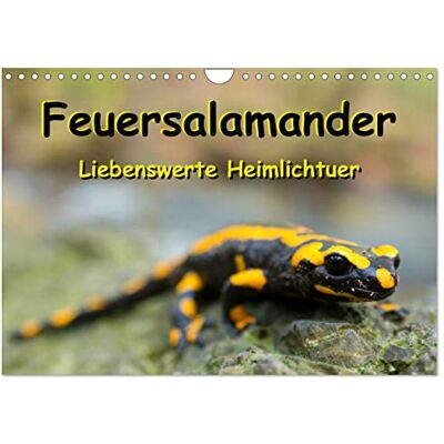 CALVENDO Feuersalamander Liebenswerte Heimlichtuer (Wandkalender 2026 DIN A4 quer), Monatskalender: Die beliebten, sympathisch schwarz-gelb ... in farbigen Großaufnahmen. ( Tiere) CALVENDO Feuersalamander Liebenswerte Heimlichtuer (Wandkalender 2026 DIN A4 quer), Monatskalender: Die beliebten, sympathisch schwarz-gelb ... in farbigen Großaufnahmen. ( Tiere)
