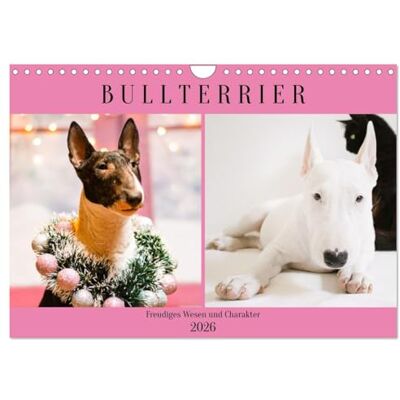 CALVENDO Bullterrier. Freudiges Wesen und Charakter (Wandkalender 2026 DIN A4 quer), Monatskalender: Ein eleganter und selbstbewusster Hund, den nichts aus der Ruhe bringt! ( Tiere) CALVENDO Bullterrier. Freudiges Wesen und Charakter (Wandkalender 2026 DIN A4 quer), Monatskalender: Ein eleganter und selbstbewusster Hund, den nichts aus der Ruhe bringt! ( Tiere)