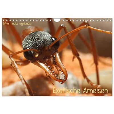 CALVENDO Exotische Ameisen (Wandkalender 2026 DIN A4 quer), Monatskalender: Makrofotografien exotischen Ameisen von Roland Störmer ( Tiere) CALVENDO Exotische Ameisen (Wandkalender 2026 DIN A4 quer), Monatskalender: Makrofotografien exotischen Ameisen von Roland Störmer ( Tiere)