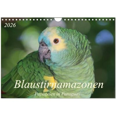CALVENDO Blaustirnamazonen Papageien in Paraguay (Wandkalender 2026 DIN A4 quer), Monatskalender: Zahm, aber frei! ( Tiere) CALVENDO Blaustirnamazonen Papageien in Paraguay (Wandkalender 2026 DIN A4 quer), Monatskalender: Zahm, aber frei! ( Tiere)