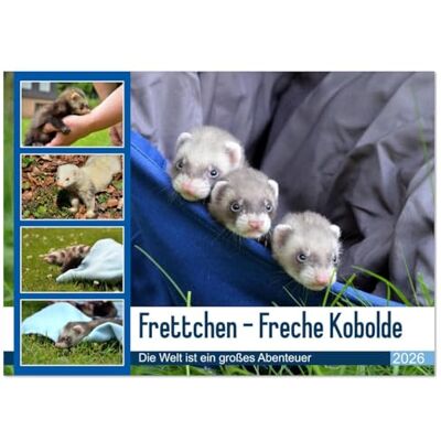 CALVENDO Frettchen Freche Kobolde (Wandkalender 2026 DIN A4 quer), Monatskalender: Frettchen, liebenswerte Chaoten halten ihre Dosenöffner auf Trapp. ( Tiere) CALVENDO Frettchen Freche Kobolde (Wandkalender 2026 DIN A4 quer), Monatskalender: Frettchen, liebenswerte Chaoten halten ihre Dosenöffner auf Trapp. ( Tiere)