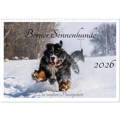 CALVENDO Berner Sennenhunde Die sanften Powerpakete (Wandkalender 2026 DIN A3 quer), Monatskalender: Ein Einblick in die tollste Rasse der Welt. ( Tiere) CALVENDO Berner Sennenhunde Die sanften Powerpakete (Wandkalender 2026 DIN A3 quer), Monatskalender: Ein Einblick in die tollste Rasse der Welt. ( Tiere)