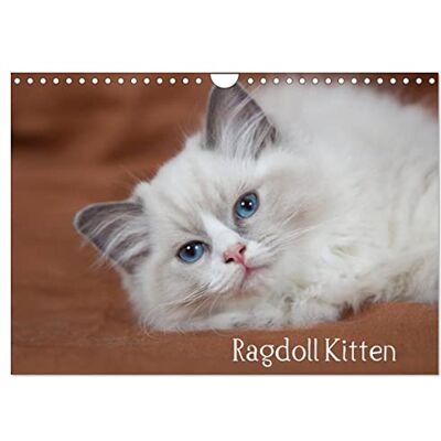 CALVENDO Ragdoll Kitten (Wandkalender 2026 DIN A4 quer), Monatskalender: Bezaubernde Schmusebärchen mit blauen Augen ( Tiere) CALVENDO Ragdoll Kitten (Wandkalender 2026 DIN A4 quer), Monatskalender: Bezaubernde Schmusebärchen mit blauen Augen ( Tiere)