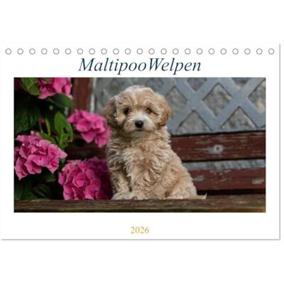 CALVENDO Maltipoo Welpen (Tischkalender 2026 DIN A5 quer), Monatskalender: Beim Maltipoo handelt es sich um eine Kreuzung zwischen Pudel und Malteser. ( Tiere) CALVENDO Maltipoo Welpen (Tischkalender 2026 DIN A5 quer), Monatskalender: Beim Maltipoo handelt es sich um eine Kreuzung zwischen Pudel und Malteser. ( Tiere)