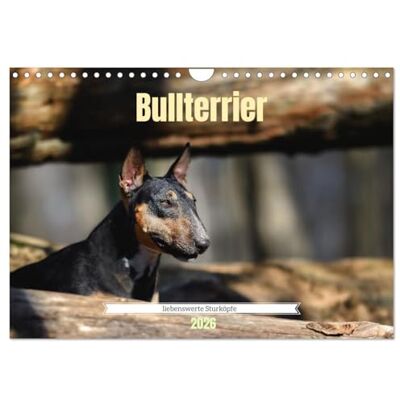 CALVENDO Bullterrier, liebenswerte Sturköpfe (Wandkalender 2026 DIN A4 quer), Monatskalender: Beeindruckende Fotos, die die liebevolle, aber auch ... Bullterrier widerspiegeln. ( Tiere) CALVENDO Bullterrier, liebenswerte Sturköpfe (Wandkalender 2026 DIN A4 quer), Monatskalender: Beeindruckende Fotos, die die liebevolle, aber auch ... Bullterrier widerspiegeln. ( Tiere)