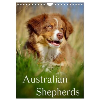 CALVENDO Australian Shepherds (Wandkalender 2026 DIN A4 hoch), Monatskalender: 13 wunderschöne Australian Shepherd Motive für das ganze Jahr ( Tiere) CALVENDO Australian Shepherds (Wandkalender 2026 DIN A4 hoch), Monatskalender: 13 wunderschöne Australian Shepherd Motive für das ganze Jahr ( Tiere)