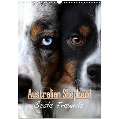CALVENDO Australian Shepherd Beste Freunde (Wandkalender 2026 DIN A3 hoch), Monatskalender: Australian Shepherd sind die treuesten Hütehunde der Welt. ( Tiere) CALVENDO Australian Shepherd Beste Freunde (Wandkalender 2026 DIN A3 hoch), Monatskalender: Australian Shepherd sind die treuesten Hütehunde der Welt. ( Tiere)