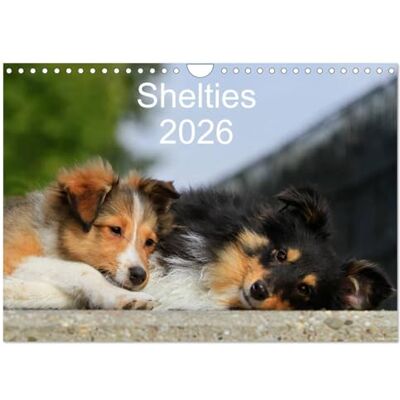 CALVENDO Shelties 2026 (Wandkalender 2026 DIN A4 quer), Monatskalender: Mit Shetland Sheepdogs durchs Jahr ( Tiere) CALVENDO Shelties 2026 (Wandkalender 2026 DIN A4 quer), Monatskalender: Mit Shetland Sheepdogs durchs Jahr ( Tiere)