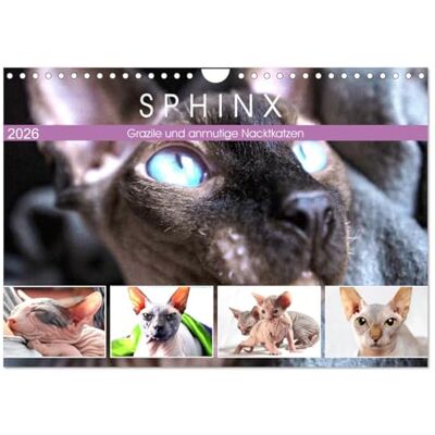CALVENDO Sphinx. Grazile und anmutige Nacktkatzen (Wandkalender 2026 DIN A4 quer), Monatskalender: Die zierliche Sphynx Katze gehört zu den liebevollsten Katzenrassen der Welt ( Tiere) CALVENDO Sphinx. Grazile und anmutige Nacktkatzen (Wandkalender 2026 DIN A4 quer), Monatskalender: Die zierliche Sphynx Katze gehört zu den liebevollsten Katzenrassen der Welt ( Tiere)