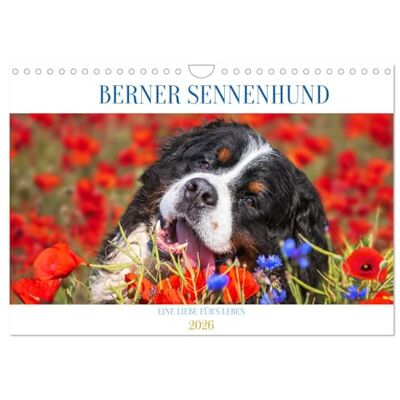 CALVENDO Berner Sennenhund Eine Liebe für´s Leben (Wandkalender 2026 DIN A4 quer), Monatskalender: Er ist traumhaft schön, wenn nicht sogar die ... Bilder dieser Traumhunde. ( Tiere) CALVENDO Berner Sennenhund Eine Liebe für´s Leben (Wandkalender 2026 DIN A4 quer), Monatskalender: Er ist traumhaft schön, wenn nicht sogar die ... Bilder dieser Traumhunde. ( Tiere)
