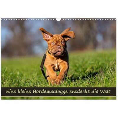CALVENDO Eine kleine Bordeauxdogge entdeckt die Welt (Wandkalender 2026 DIN A3 quer), Monatskalender: Eine kleine Bordeauxdogge auf Entdeckungstour. ( Tiere) CALVENDO Eine kleine Bordeauxdogge entdeckt die Welt (Wandkalender 2026 DIN A3 quer), Monatskalender: Eine kleine Bordeauxdogge auf Entdeckungstour. ( Tiere)