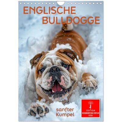 CALVENDO Englische Bulldogge sanfter Kumpel (Wandkalender 2026 DIN A4 hoch), Monatskalender: Wer einen Hund besitzt, ist nicht einsam. ( Tiere) CALVENDO Englische Bulldogge sanfter Kumpel (Wandkalender 2026 DIN A4 hoch), Monatskalender: Wer einen Hund besitzt, ist nicht einsam. ( Tiere)