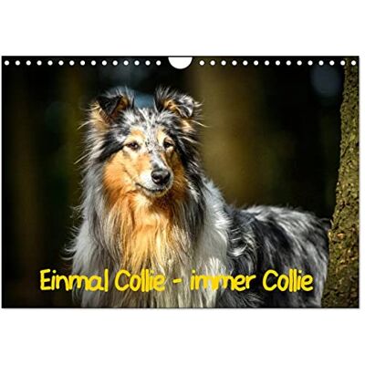 CALVENDO Einmal Collie immer Collie (Wandkalender 2026 DIN A4 quer), Monatskalender: Wundervolle Fotografien der wunderbaren Collies. ( Tiere) CALVENDO Einmal Collie immer Collie (Wandkalender 2026 DIN A4 quer), Monatskalender: Wundervolle Fotografien der wunderbaren Collies. ( Tiere)