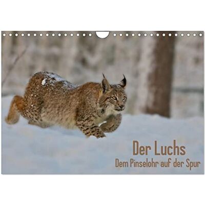 CALVENDO Der Luchs Dem Pinselohr auf der Spur (Wandkalender 2026 DIN A4 quer), Monatskalender: Wundervolle und abwechslungsreiche Fotos des ... von Stefan Rosengarten ( Tiere) CALVENDO Der Luchs Dem Pinselohr auf der Spur (Wandkalender 2026 DIN A4 quer), Monatskalender: Wundervolle und abwechslungsreiche Fotos des ... von Stefan Rosengarten ( Tiere)