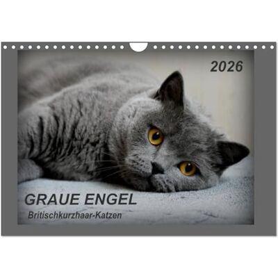 CALVENDO GRAUE ENGEL Britischkurzhaar-Katzen (Wandkalender 2026 DIN A4 quer), Monatskalender: Traumhafte Porträtfotos von Britischkurzhaar-Katzen ( Tiere) CALVENDO GRAUE ENGEL Britischkurzhaar-Katzen (Wandkalender 2026 DIN A4 quer), Monatskalender: Traumhafte Porträtfotos von Britischkurzhaar-Katzen ( Tiere)