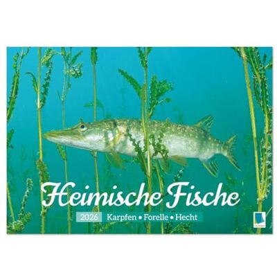 CALVENDO Heimische Fische: Karpfen, Forelle, Hecht (Tischkalender 2026 DIN A5 quer), Monatskalender: Die ganze Vielfalt der Fische in unseren heimischen Gewässern ( Hobbys) CALVENDO Heimische Fische: Karpfen, Forelle, Hecht (Tischkalender 2026 DIN A5 quer), Monatskalender: Die ganze Vielfalt der Fische in unseren heimischen Gewässern ( Hobbys)