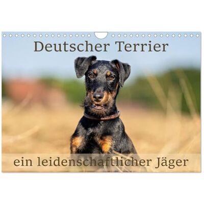 CALVENDO Deutscher Terrier ein leidenschaftlicher Jäger (Wandkalender 2026 DIN A4 quer), Monatskalender: Der deutsche Terrier ist ein typischer Jagdhund. ( Tiere) CALVENDO Deutscher Terrier ein leidenschaftlicher Jäger (Wandkalender 2026 DIN A4 quer), Monatskalender: Der deutsche Terrier ist ein typischer Jagdhund. ( Tiere)