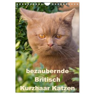 CALVENDO bezaubernde Britisch Kurzhaar Katzen (Wandkalender 2026 DIN A4 hoch), Monatskalender: Dieser Kalender zeigt Outdoor Fotos der wunderbaren Britisch Kurzhaar Katzen ( Tiere) CALVENDO bezaubernde Britisch Kurzhaar Katzen (Wandkalender 2026 DIN A4 hoch), Monatskalender: Dieser Kalender zeigt Outdoor Fotos der wunderbaren Britisch Kurzhaar Katzen ( Tiere)