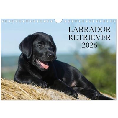CALVENDO Labrador Retriever 2026 (Wandkalender 2026 DIN A4 quer), Monatskalender: Labrador Retriever, eine der beliebtesten Hunderassen, auf 13 faszieniernden Fotos ( Tiere) CALVENDO Labrador Retriever 2026 (Wandkalender 2026 DIN A4 quer), Monatskalender: Labrador Retriever, eine der beliebtesten Hunderassen, auf 13 faszieniernden Fotos ( Tiere)