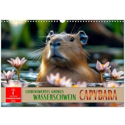 CALVENDO Capybara liebenswertes großes Wasserschwein (Wandkalender 2026 DIN A3 quer), Monatskalender: Der sanfte Riese zaubert ein Lächeln in alle Gesichter. ( Tiere) CALVENDO Capybara liebenswertes großes Wasserschwein (Wandkalender 2026 DIN A3 quer), Monatskalender: Der sanfte Riese zaubert ein Lächeln in alle Gesichter. ( Tiere)