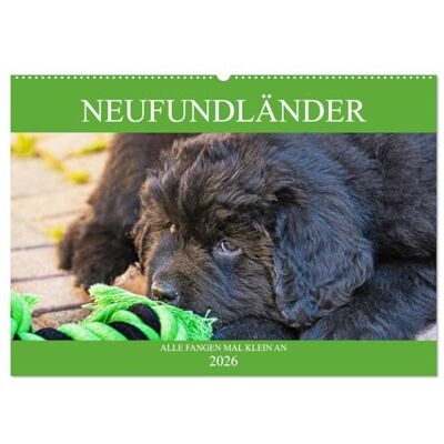 CALVENDO Neufundländer Alle fangen mal klein an (Wandkalender 2026 DIN A2 quer), Monatskalender: Lassen Sie sich von entzückenden Neufundländer-Welpen verzaubern ( Tiere) CALVENDO Neufundländer Alle fangen mal klein an (Wandkalender 2026 DIN A2 quer), Monatskalender: Lassen Sie sich von entzückenden Neufundländer-Welpen verzaubern ( Tiere)