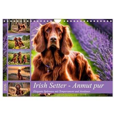 CALVENDO Irish Setter Anmut pur (Wandkalender 2026 DIN A4 quer), Monatskalender: Elegante Spürnase mit Temperament und Ausdauer ( Tiere) CALVENDO Irish Setter Anmut pur (Wandkalender 2026 DIN A4 quer), Monatskalender: Elegante Spürnase mit Temperament und Ausdauer ( Tiere)
