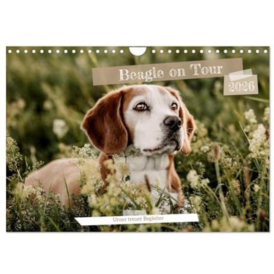 CALVENDO Beagle Unser treuer Begleiter (Wandkalender 2026 DIN A4 quer), Monatskalender: 13 süße & ausdrucksstarke Beaglebilder ( Tiere) CALVENDO Beagle Unser treuer Begleiter (Wandkalender 2026 DIN A4 quer), Monatskalender: 13 süße & ausdrucksstarke Beaglebilder ( Tiere)