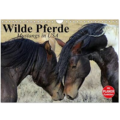 CALVENDO Wilde Pferde. Mustangs in USA (Wandkalender 2026 DIN A4 quer), Monatskalender: Die Mustangs der USA in Wyoming und Utah ( Tiere) CALVENDO Wilde Pferde. Mustangs in USA (Wandkalender 2026 DIN A4 quer), Monatskalender: Die Mustangs der USA in Wyoming und Utah ( Tiere)