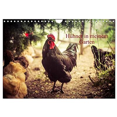 CALVENDO Hühner in meinem Garten (Wandkalender 2026 DIN A4 quer), Monatskalender: professionelle Hühnerfotos ( Tiere) CALVENDO Hühner in meinem Garten (Wandkalender 2026 DIN A4 quer), Monatskalender: professionelle Hühnerfotos ( Tiere)
