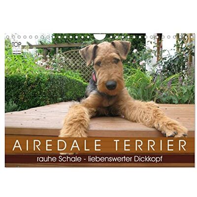 CALVENDO Airedale Terrier (Wandkalender 2026 DIN A4 quer), Monatskalender: Zauberhafte Fotos aus dem Leben eines Airedales ( Tiere) CALVENDO Airedale Terrier (Wandkalender 2026 DIN A4 quer), Monatskalender: Zauberhafte Fotos aus dem Leben eines Airedales ( Tiere)