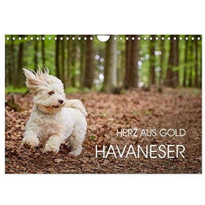 CALVENDO Havaneser Herz aus Gold (Wandkalender 2026 DIN A4 quer), Monatskalender: Havaneser Monatskalender. Ein Jahr mit dem Hund mit dem Herzen aus Gold ( Tiere) CALVENDO Havaneser Herz aus Gold (Wandkalender 2026 DIN A4 quer), Monatskalender: Havaneser Monatskalender. Ein Jahr mit dem Hund mit dem Herzen aus Gold ( Tiere)