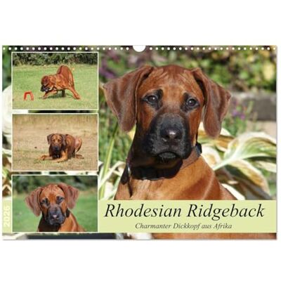 CALVENDO Rhodesian Ridgeback Charmanter Dickkopf aus Afrika (Wandkalender 2026 DIN A3 quer), Monatskalender: Ridgebacks Einfach tolle Hunde ( Tiere) CALVENDO Rhodesian Ridgeback Charmanter Dickkopf aus Afrika (Wandkalender 2026 DIN A3 quer), Monatskalender: Ridgebacks Einfach tolle Hunde ( Tiere)