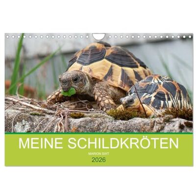 CALVENDO Meine Schildkröten (Wandkalender 2026 DIN A4 quer), Monatskalender: Bilder von meiner Schildkrötengruppe ( Tiere) CALVENDO Meine Schildkröten (Wandkalender 2026 DIN A4 quer), Monatskalender: Bilder von meiner Schildkrötengruppe ( Tiere)