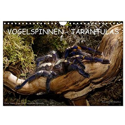 CALVENDO Vogelspinnen Tarantulas (Wandkalender 2026 DIN A4 quer), Monatskalender: Fotokalender mit Vogelspinnen aus aller Welt ( Tiere) CALVENDO Vogelspinnen Tarantulas (Wandkalender 2026 DIN A4 quer), Monatskalender: Fotokalender mit Vogelspinnen aus aller Welt ( Tiere)
