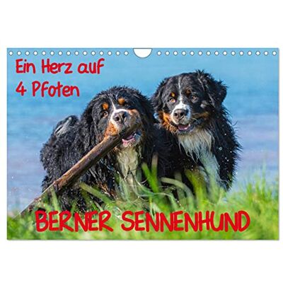 CALVENDO Ein Herz auf 4 Pfoten Berner Sennenhund (Wandkalender 2026 DIN A4 quer), Monatskalender: Mit Berner Sennenhunden durch das Jahr ( Tiere) CALVENDO Ein Herz auf 4 Pfoten Berner Sennenhund (Wandkalender 2026 DIN A4 quer), Monatskalender: Mit Berner Sennenhunden durch das Jahr ( Tiere)