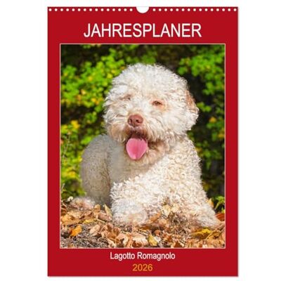CALVENDO Jahresplaner Lagotto Romagnolo (Wandkalender 2026 DIN A3 hoch), Monatskalender: Der Lagotto Romagnolo auf 13 zauberhaften Kalenderblättern ( Tiere) CALVENDO Jahresplaner Lagotto Romagnolo (Wandkalender 2026 DIN A3 hoch), Monatskalender: Der Lagotto Romagnolo auf 13 zauberhaften Kalenderblättern ( Tiere)