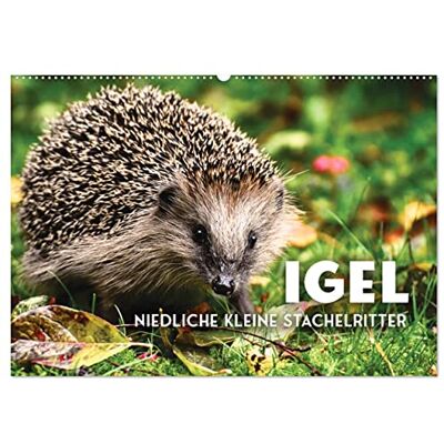 CALVENDO Igel Niedliche kleine Stachelritter (Wandkalender 2026 DIN A2 quer), Monatskalender: Tierchen, die Herzen berühren ( Tiere) CALVENDO Igel Niedliche kleine Stachelritter (Wandkalender 2026 DIN A2 quer), Monatskalender: Tierchen, die Herzen berühren ( Tiere)