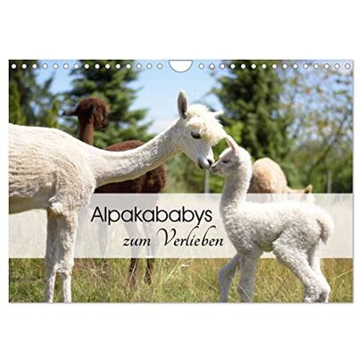 CALVENDO Alpakababys zum Verlieben (Wandkalender 2026 DIN A4 quer), Monatskalender: Süße Alpakafohlen in Aktion ( Tiere) CALVENDO Alpakababys zum Verlieben (Wandkalender 2026 DIN A4 quer), Monatskalender: Süße Alpakafohlen in Aktion ( Tiere)