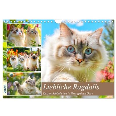 CALVENDO Liebliche Ragdolls. Katzen-Schönheiten in ihrer grünen Oase (Wandkalender 2026 DIN A4 quer), Monatskalender: Die verspielte Eleganz und ... in idyllischen Gartenszenen ( Tiere) CALVENDO Liebliche Ragdolls. Katzen-Schönheiten in ihrer grünen Oase (Wandkalender 2026 DIN A4 quer), Monatskalender: Die verspielte Eleganz und ... in idyllischen Gartenszenen ( Tiere)