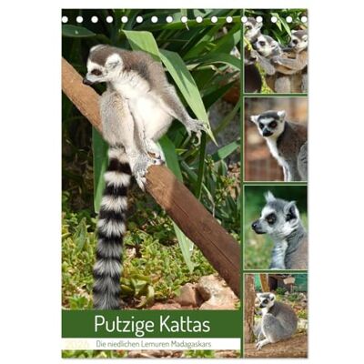 CALVENDO Putzige Kattas (Tischkalender 2026 DIN A5 hoch), Monatskalender: Niedliche Lemuren aus Madagaskar ( Tiere) CALVENDO Putzige Kattas (Tischkalender 2026 DIN A5 hoch), Monatskalender: Niedliche Lemuren aus Madagaskar ( Tiere)